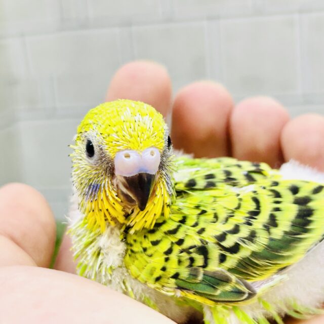 セキセイインコ