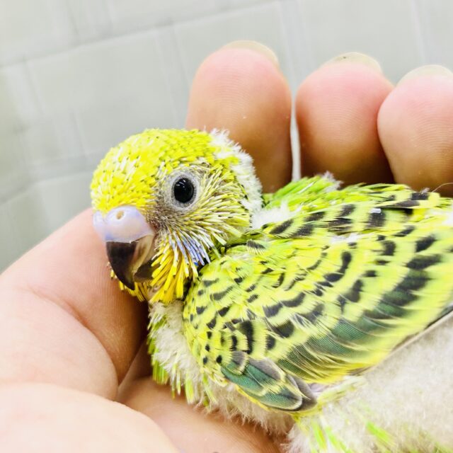 セキセイインコ