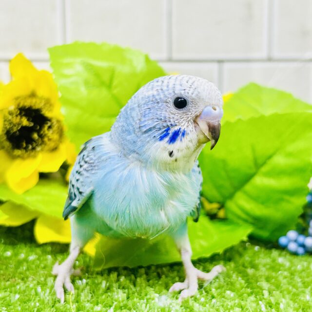 波うららかな爽やかカラー　セキセイインコ