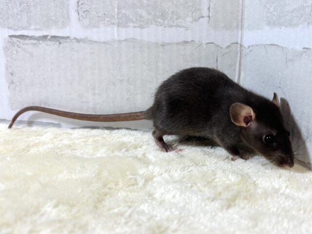 ファンシーラット