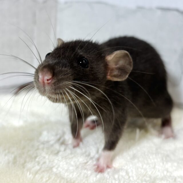 ファンシーラット