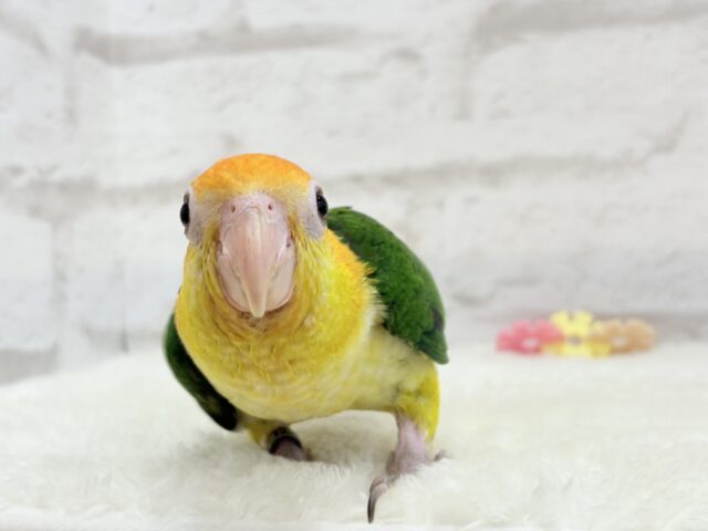 シロハラインコ