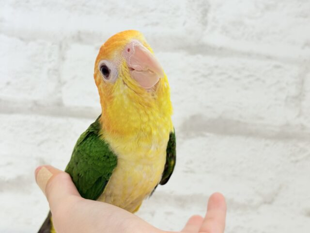 シロハラインコ