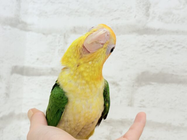シロハラインコ