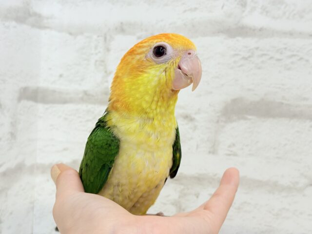 シロハラインコ