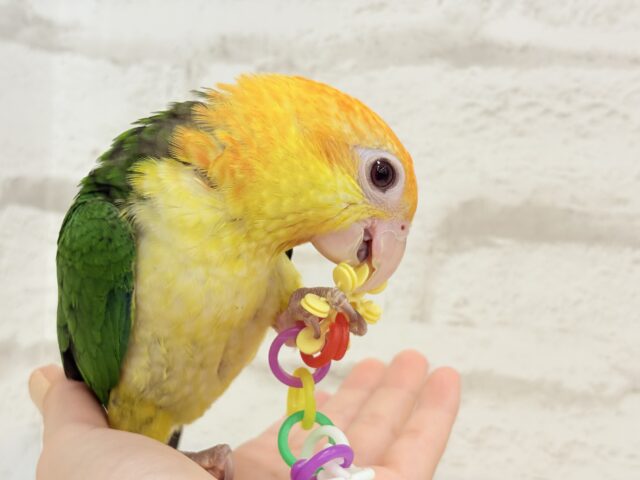 シロハラインコ