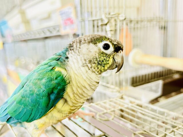 ワキコガネウロコインコ