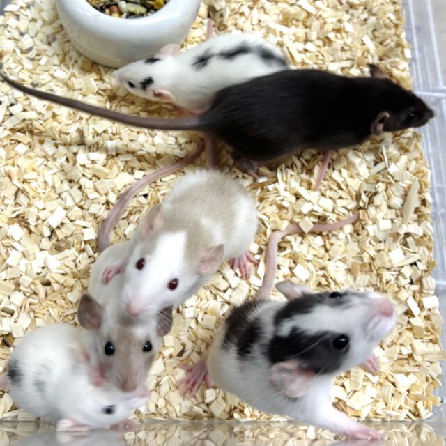 ファンシーラット 女の子 ❤️🩷️🐁⸒⸒