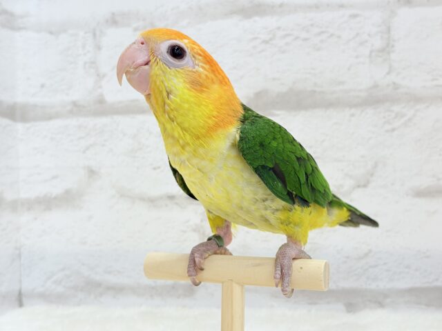 シロハラインコ