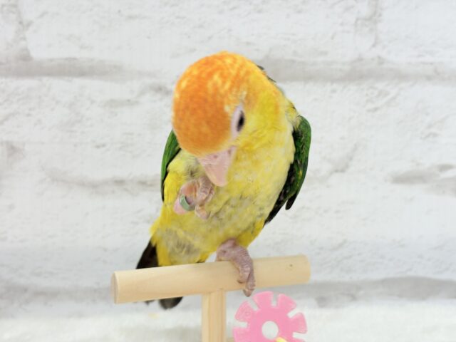 シロハラインコ