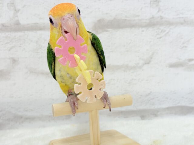 シロハラインコ