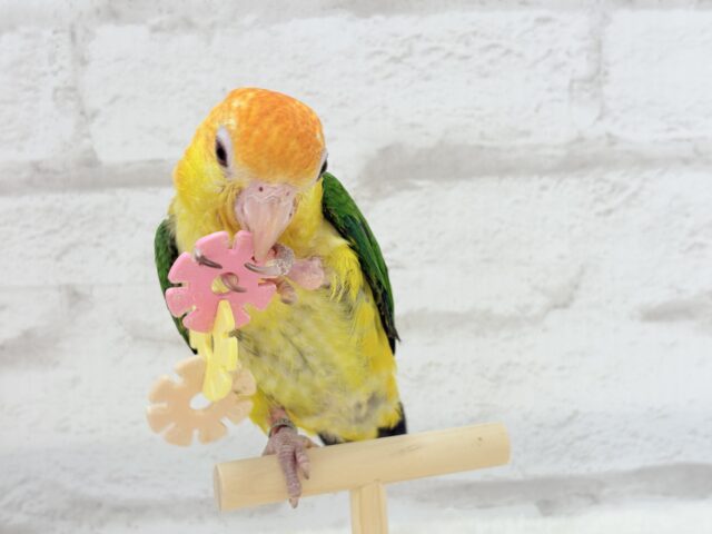 シロハラインコ