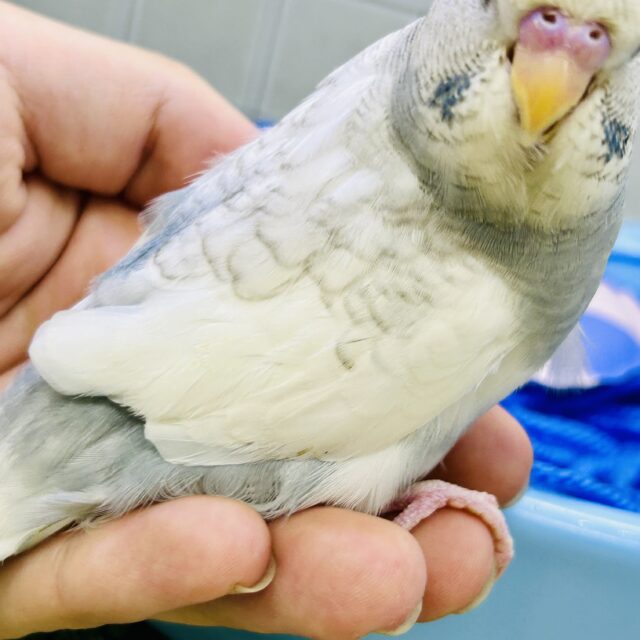 ジャンボセキセイインコ