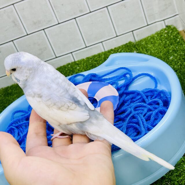 ジャンボセキセイインコ