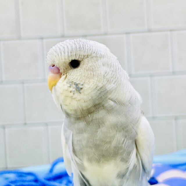 ジャンボセキセイインコ