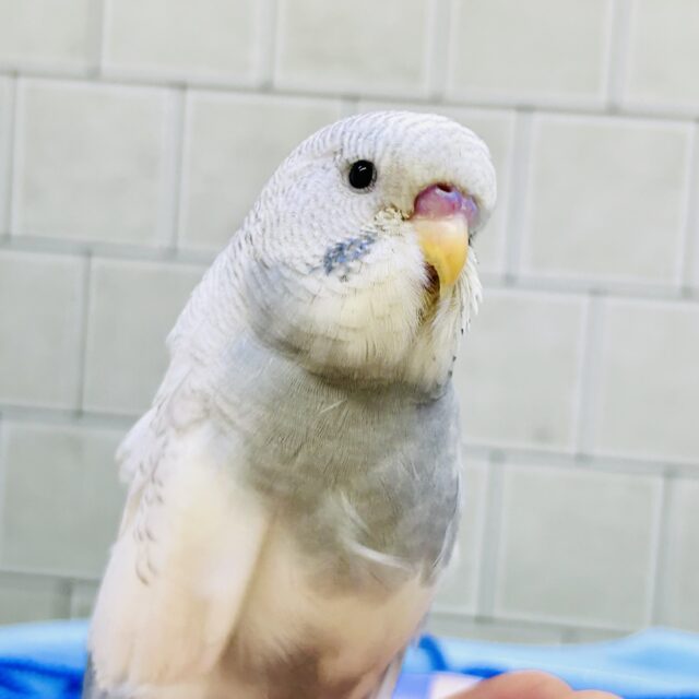 ジャンボセキセイインコ