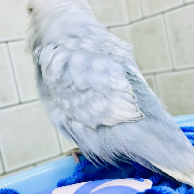 ジャンボセキセイインコ