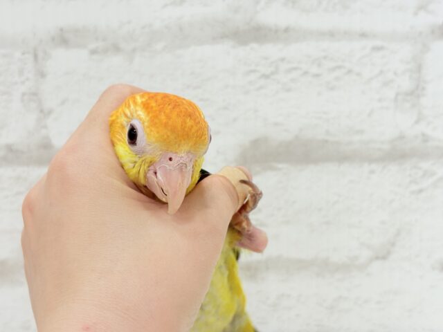 シロハラインコ