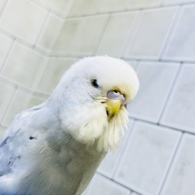 ジャンボセキセイインコ