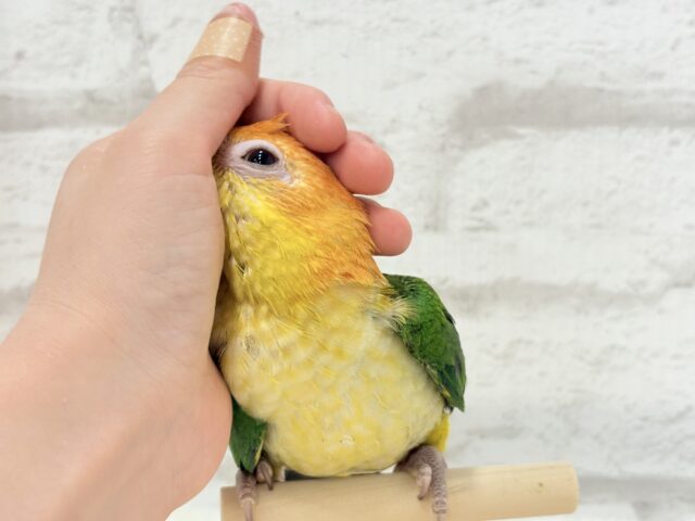 シロハラインコ