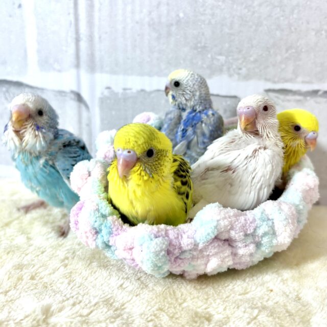 夏の終わりに来てくれましたセキセイちゃんず🐥🐥🐥🐥🐥