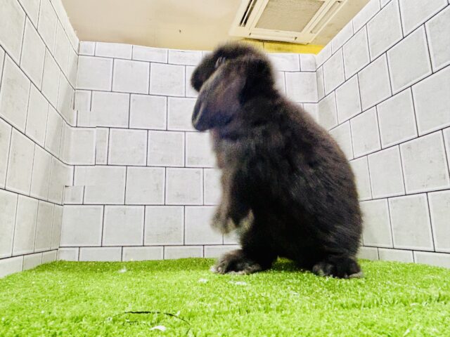 ホーランドロップ