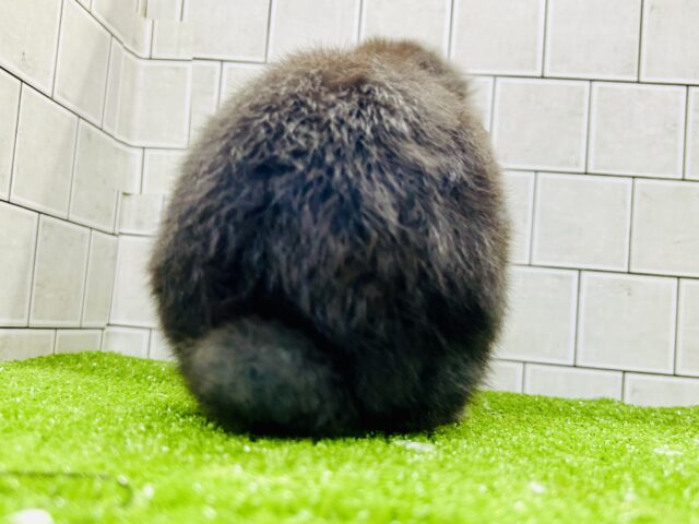 ホーランドロップ