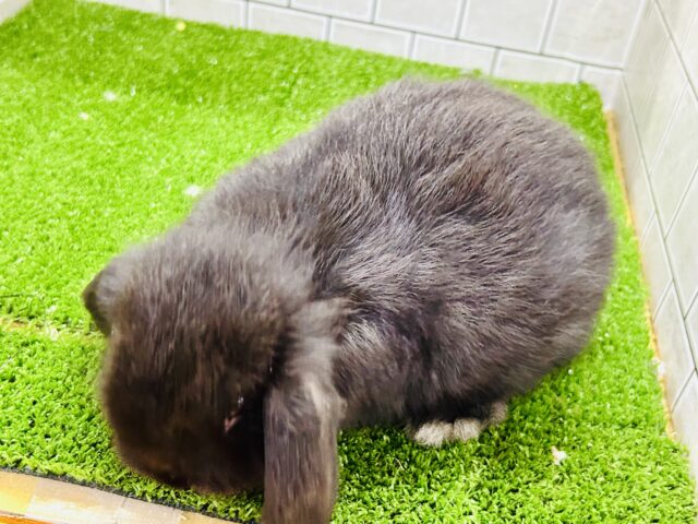 ホーランドロップ