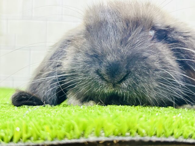 ホーランドロップ