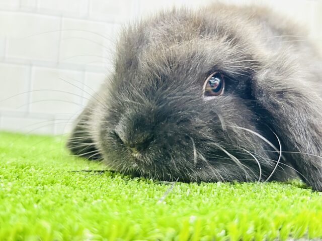 ホーランドロップ