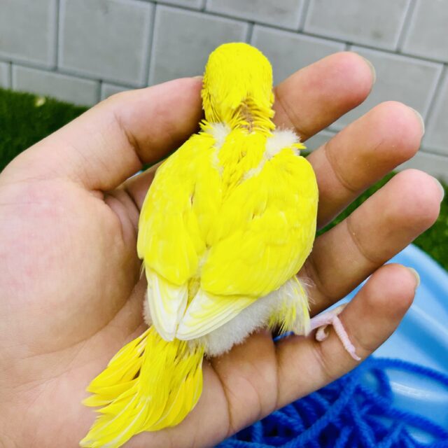 セキセイインコ