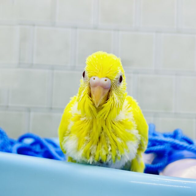 セキセイインコ