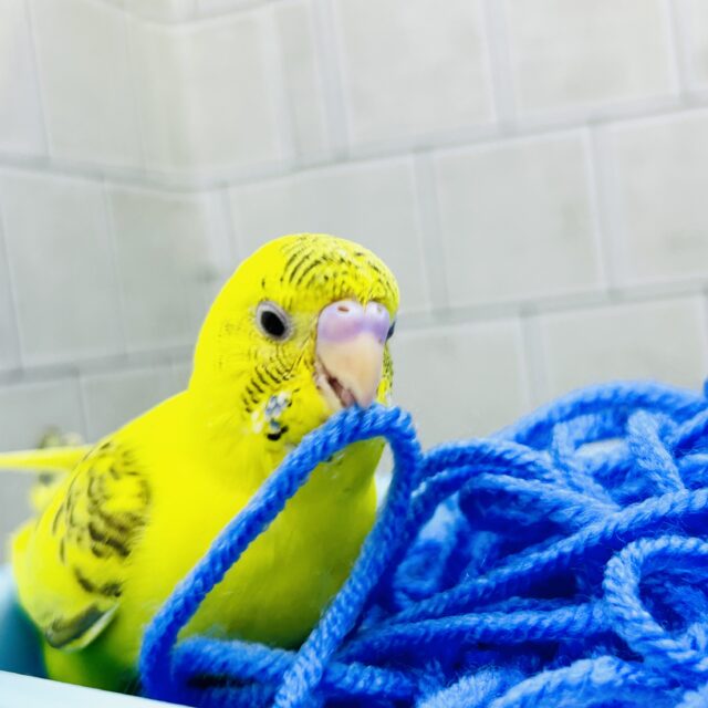 セキセイインコ