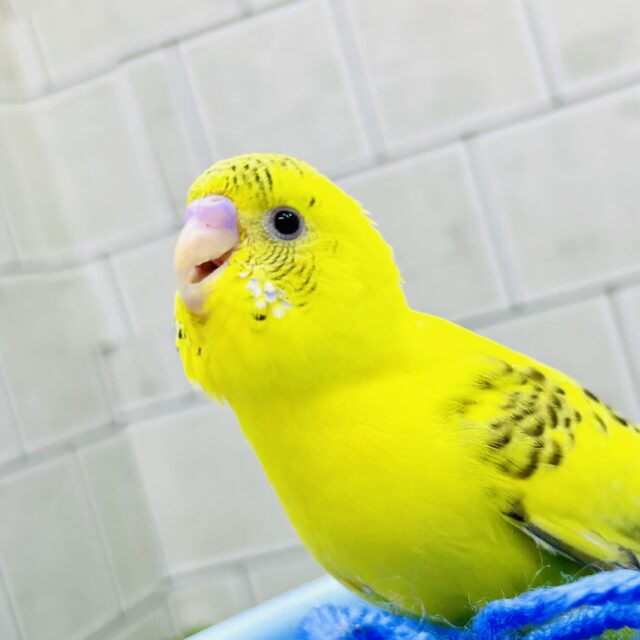 セキセイインコ