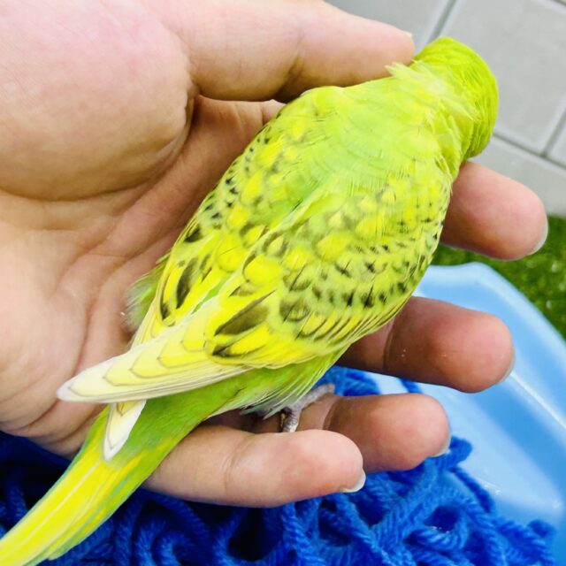 セキセイインコ