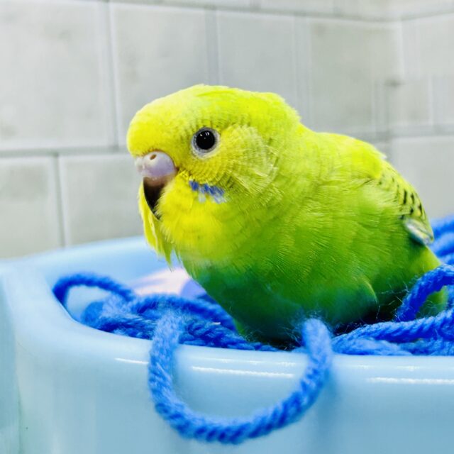 セキセイインコ