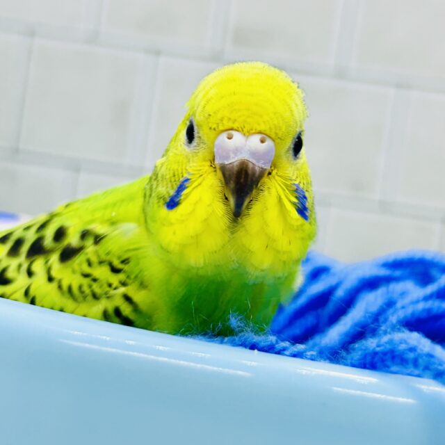 セキセイインコ