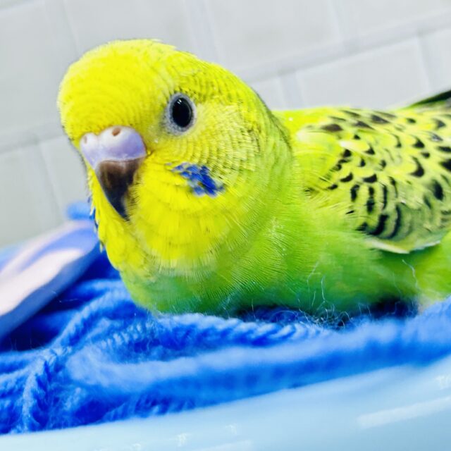 セキセイインコ