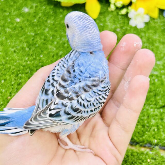 セキセイインコ