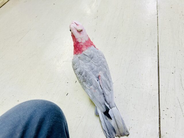 モモイロインコ