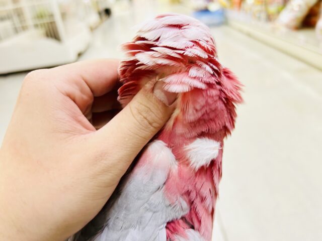 モモイロインコ