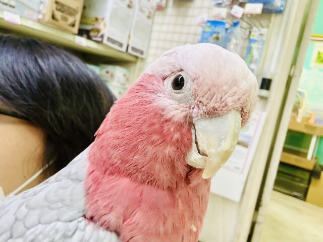【動画更新☆☆】かわいさﾌﾟﾜﾜｯ💖✧*｡オドロキ桃の木❕🍑💭モモイロインコ(2024年4月生まれ)