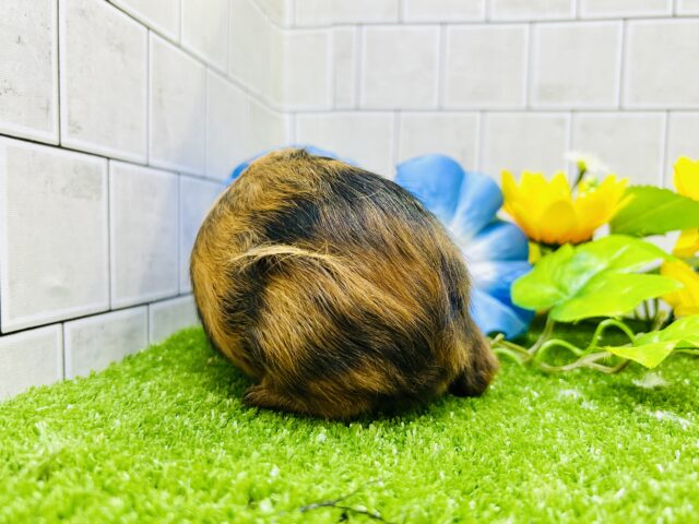 ロシアンモルモット