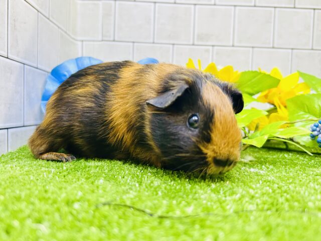 ロシアンモルモット