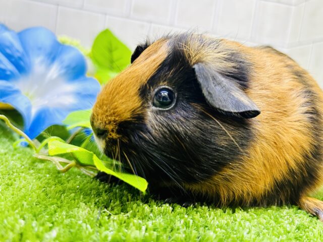 季節を先取り？？　ハロウィンカラーがやってきました♪　ロシアンモルモット