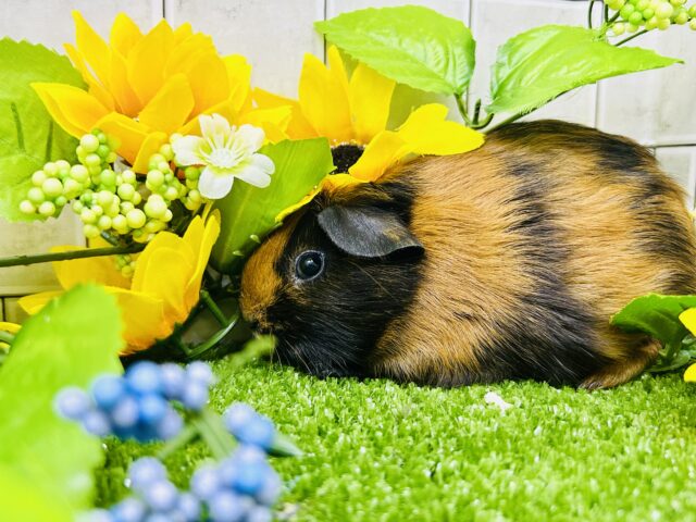 ロシアンモルモット