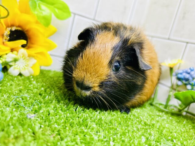 ロシアンモルモット