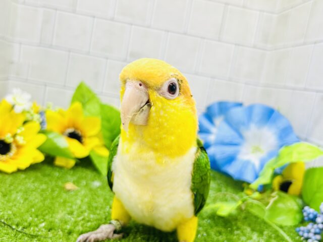 激あまマンゴーちゃん🥭にメロメロ！？　シロハラインコ