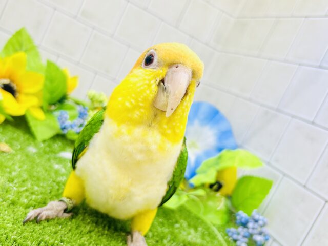 シロハラインコ