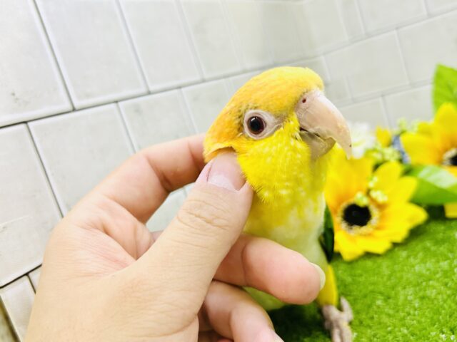 シロハラインコ